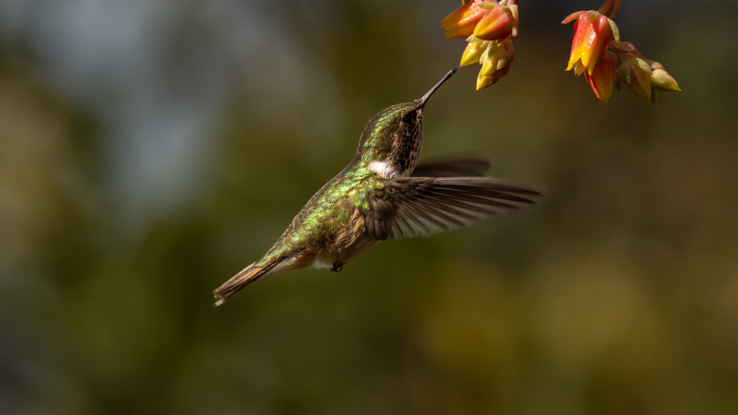 Colibri