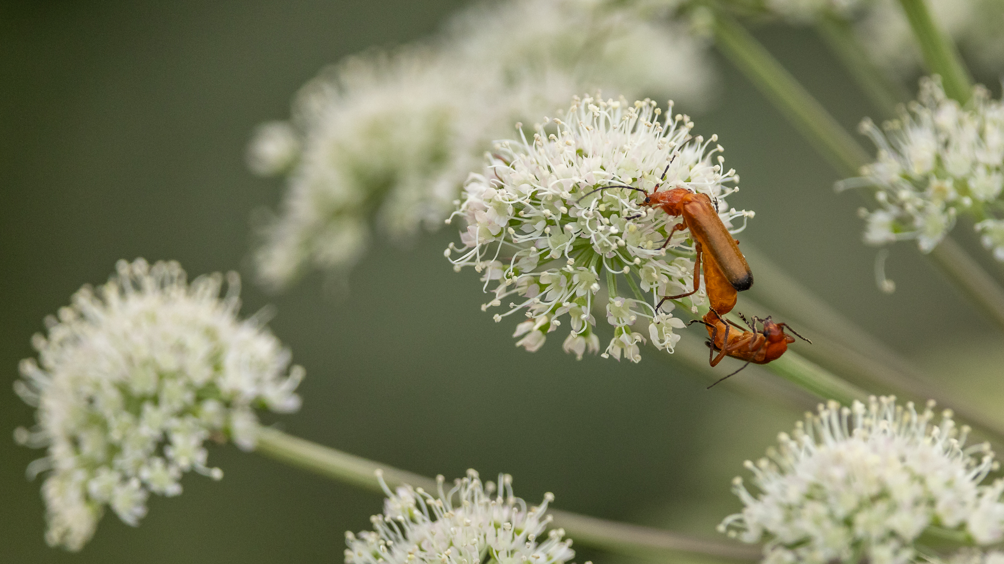 Insekten